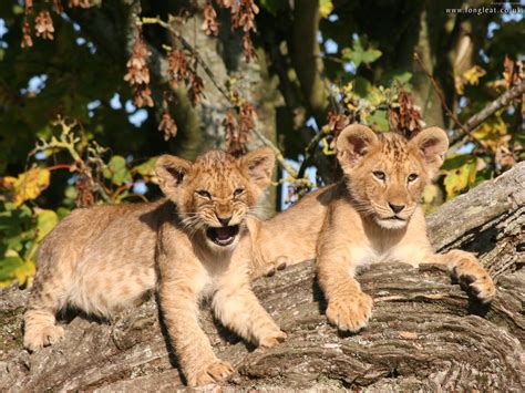 Cute Lion Cubs Wallpaper Wallpapersafari