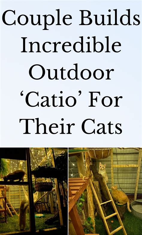 Couple Builds Incredible Outdoor Catio For Their Cats Outdoor Catio