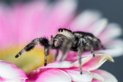 Five Tips for Better Macro Photography | Fstoppers