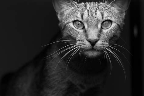 Free Images Black And White Animal Cute Pet Feline Darkness