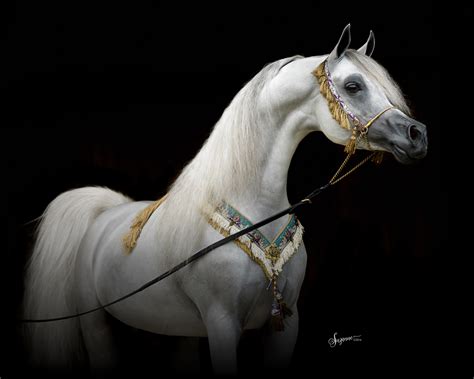Arabian Gallery Ii Equine Photography By Suzanne Inc