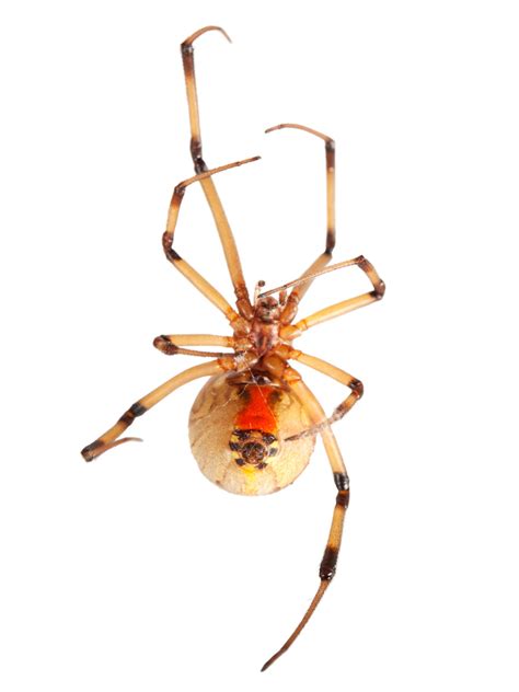 Brown Widow Spiders Pursuit Of Older Mates Can Have Grisly Results