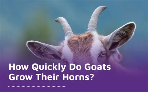 How Quickly Do Goats Grow Their Horns Diamond Hoof Care