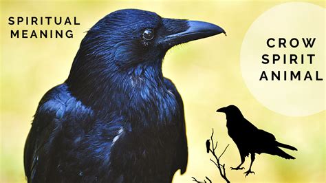 Does The Crow Keep Showing Up In Your Life Watch This In Depth Video