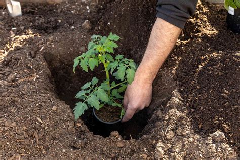 Plant Tomatoes Deep For Better Stronger Growth