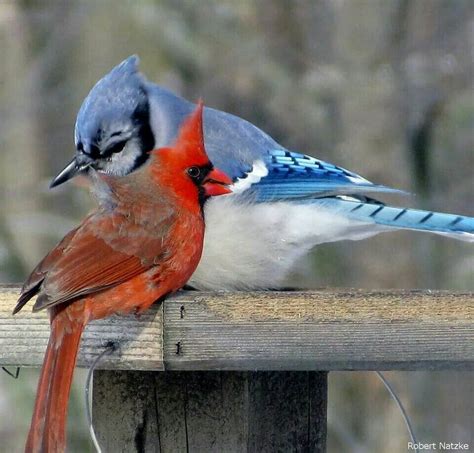 Are There Blue Cardinals Birdwatching Buzz