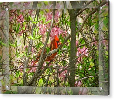 Honeysuckle Cardinal Photograph By Debra Vatalaro