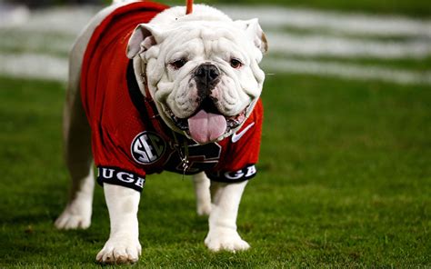 Please read the contract before making a deposit. The Top 5 Dog Mascots in College Football