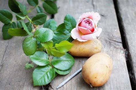 Envie de voyager seul(e) ou à 2 avec l'essentiel ? Comment faire pousser une rose avec des pommes de terre ...