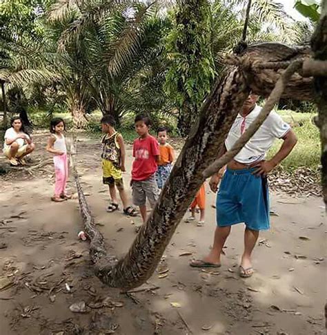 Giant Python Indonesians Eat Huge Snake After Man Defeats Reptile