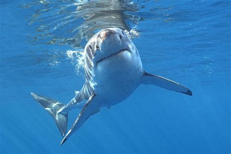 Bild Zu Weißer Hai Guadalupe Weißer Hai Hai Tiere