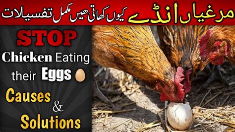 How To Stop Chickens Eating Their Eggs Ande Khane Wali Murgi Ka Ilaj