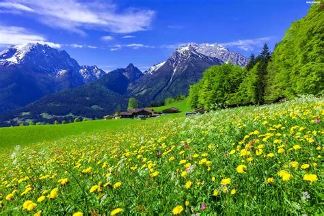Houses Mountains Woods Meadow Spring Flowers Full Hd Wallpapers