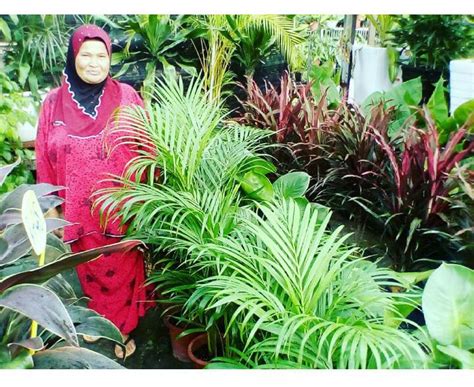 Klinik kesihatan puchong is a klinik kerajaan based in puchong selangor. Tropical Herbs Plants Nursery - Pengusaha Tanaman ...