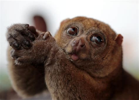 7 Interesting Things To Know About The Potto Or African Softly Softly