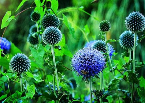 How To Grow Globe Thistle Beginners Guide Gardenisms
