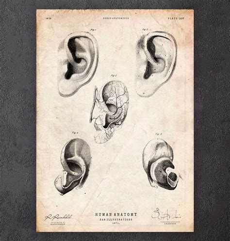 Ear Anatomy Poster Codex Anatomicus