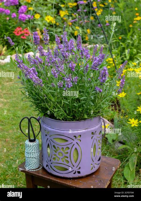 Lavender In The Decorative Pot Stock Photo Alamy