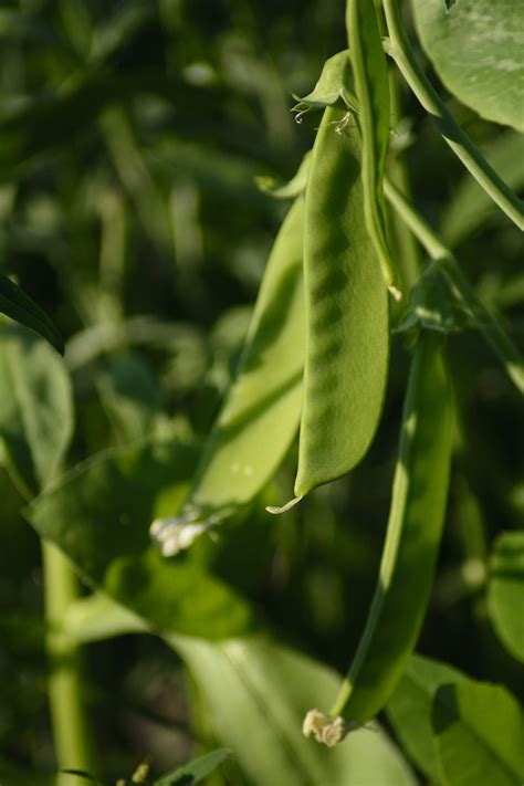 How To Grow Sugar Snap Peas Clean Green Simple
