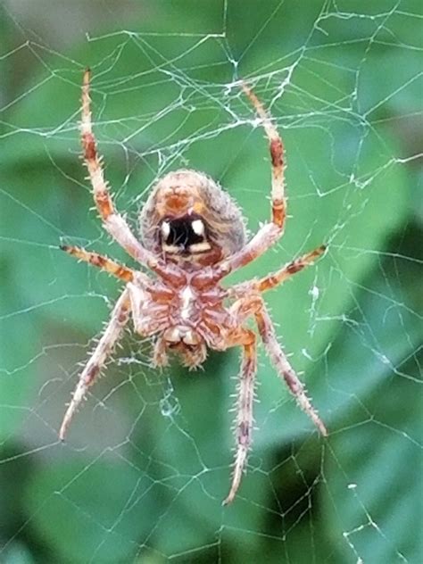 Orbweaver ‘garden Spider Sunnyvale Garden