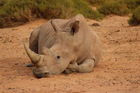 무료 이미지 모험 야생 생물 포유 동물 휴식 동물 상 대초원 코뿔소 원정 여행 남아프리카 야생 동물 바디