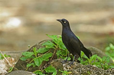 How to get rid of grackles. How to Get Rid of Grackles