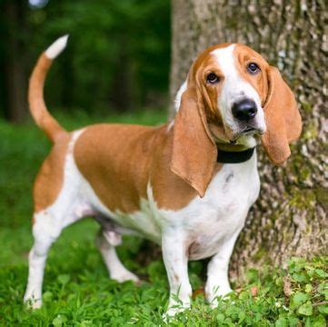 The basset hound is a wonderful hunting and companion breed and fits well in most family settings. Basset hound puppies for sale craigslist > ALQURUMRESORT.COM