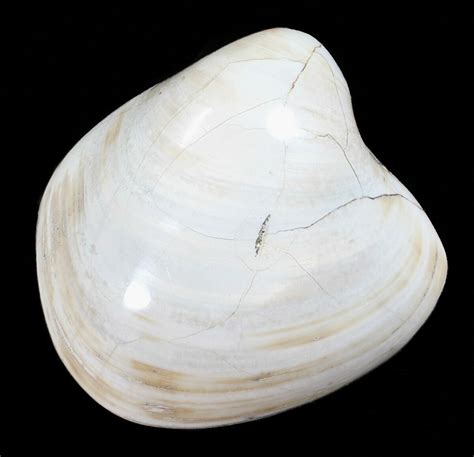 Polished Fossil Astarte Clam Cretaceous For Sale 55260