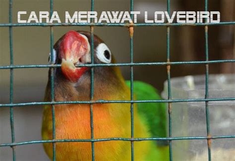 Tips Cara Merawat Lovebird Agar Gacor Dan Ngekek Panjang
