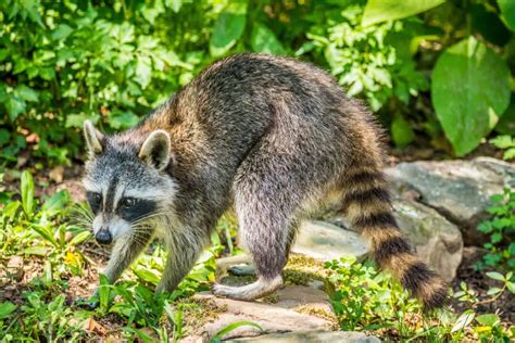 5 Simple Differences Between Male And Female Raccoons Pest Pointers