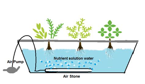 6 Type Of Best Diy Hydroponic Systems And Their Growing Media