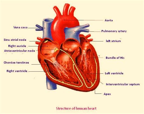 As the coil is rotated clockwise, the arm ab. heart diagram not labeled | Ανατομία