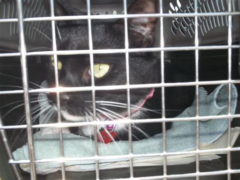 A Very Special Transport Underground Railroad Rescued Kitty Network