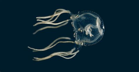 Box Jellyfish Found To Be Capable Of Associative Learning Scinews