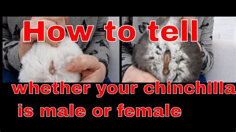Are Male Or Female Chinchillas Better Pets