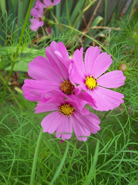 Cosmos The Color Purple Beautiful Flowers Flowers Nature Cosmos