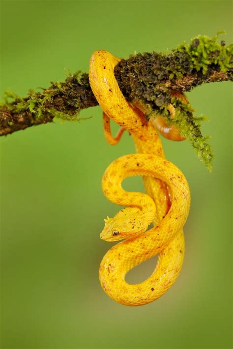 Snake Profile Eyelash Viper 7 Must See Pictures