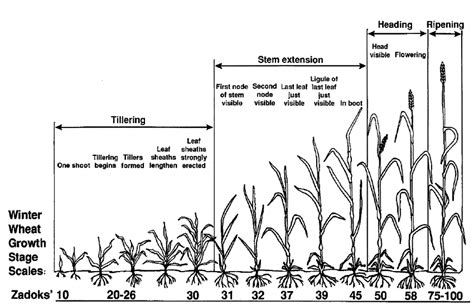 Die aufwandmenge von 60 g/ha wird im stadium bbch 13 bis bbch 32 ausgebracht. 3. Zadoks' growth stages of winter wheat (adapted from ...