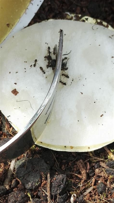 Ameisen bauen ihre nester im freien unter steinplatten oder in mauerritzen und werden oft durch lebensmittel oder schmutz angelockt. Ameisen-Köderfalle Tune-up | Was hilft gegen ameisen ...