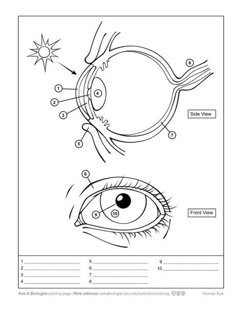 Ask A Biologist Anatomy Coloring Page Activity Coloring Home