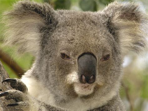 Animals Koalas Mammals Wallpapers Hd Desktop And Mobile Backgrounds