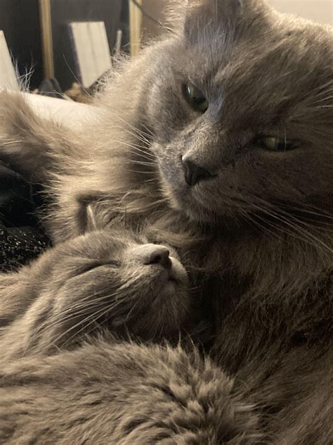Gah Theyre So Adorable Rnebelung