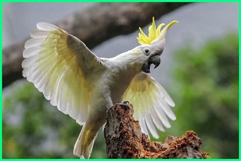 Cara menggambar burung fantasi yang elegan dengan pensil warna. burung kakak tua dengan 10 keunikannya yang harus kamu ...