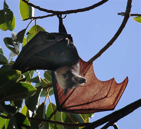 Spectacled Flying Fox Pteropus Conspicillatus Resting Up Flickr