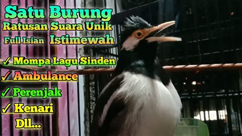 Satu Burung Jalak Suren Dengan Aneka Suara Full Isian Uniknya Bisa