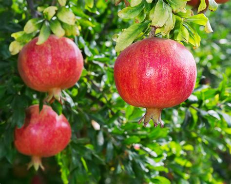 Different Varieties Of Pomegranates To Grow Southeast Agnet