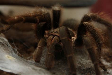 Guess The Species And Gender And Yes It Is Possible To Find Out The Gender Tarantulas