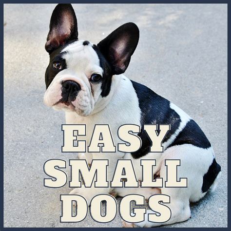 10 Low Maintenance Small Dog Breeds Pethelpful