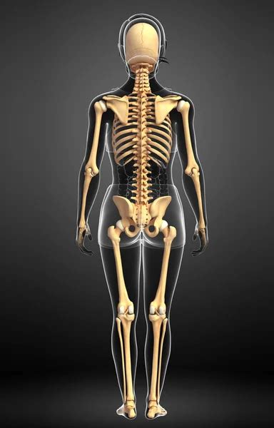 Skeletal Back View Human Skeleton Back View — Stock Photo