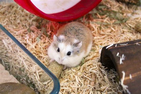 Roborovski Dwarf Hamster Facts For Kids